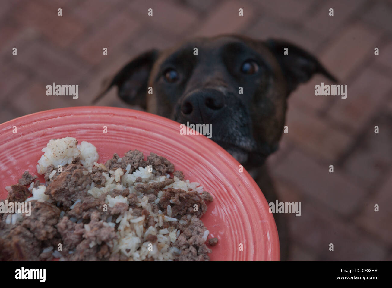 Junger Hund setzt sich hin und schnüffelt das Hundefutter auf Teller, warten geduldig gefüttert werden. Stockfoto