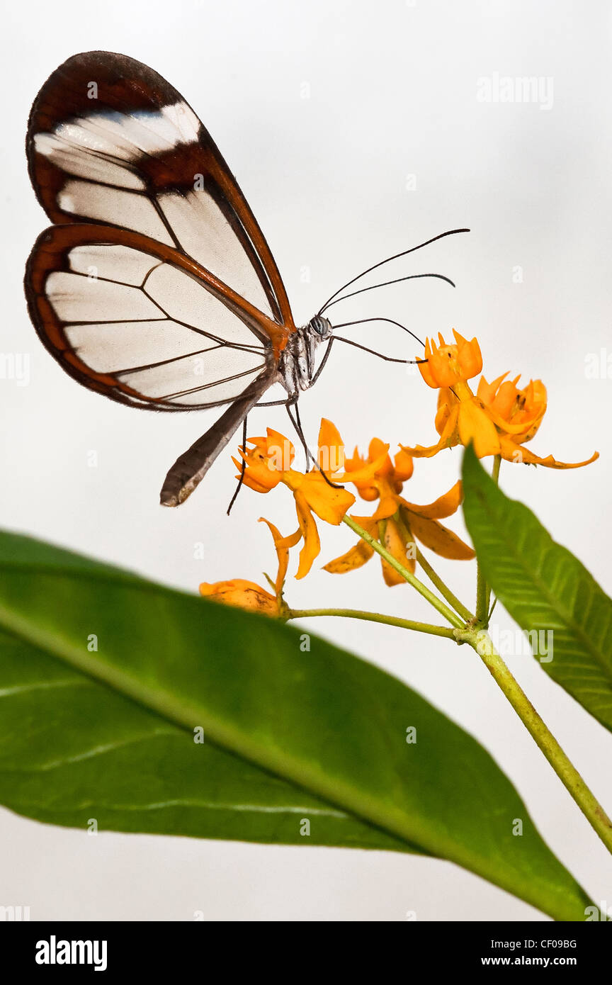 Ein Clearwing Schmetterling Fütterung Stockfoto