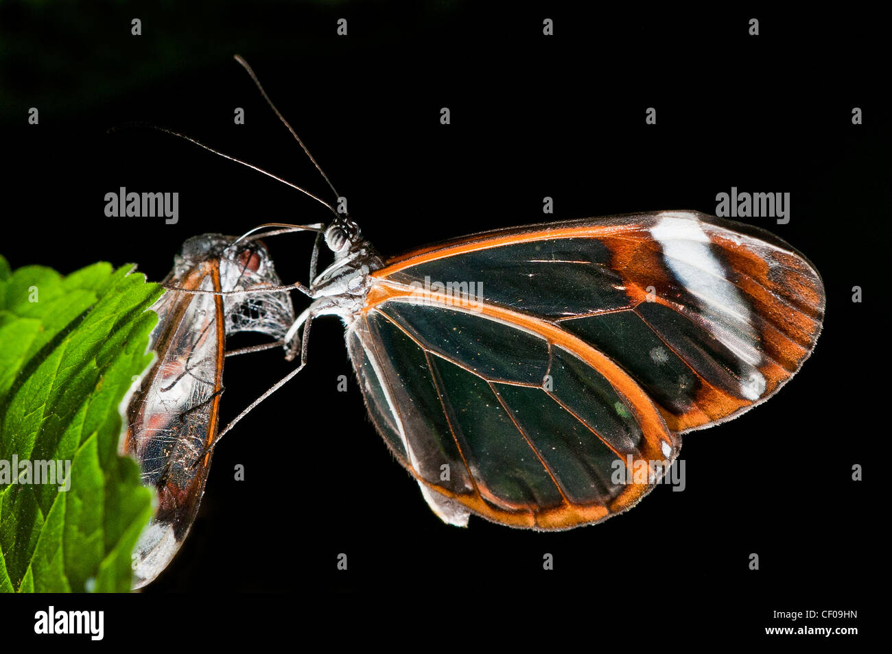 Ein Clearwing Schmetterling ernähren sich von Toten Clearwing Stockfoto