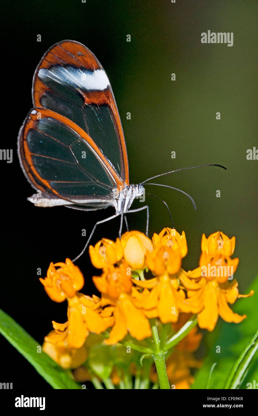 Ein Clearwing Schmetterling Fütterung Stockfoto