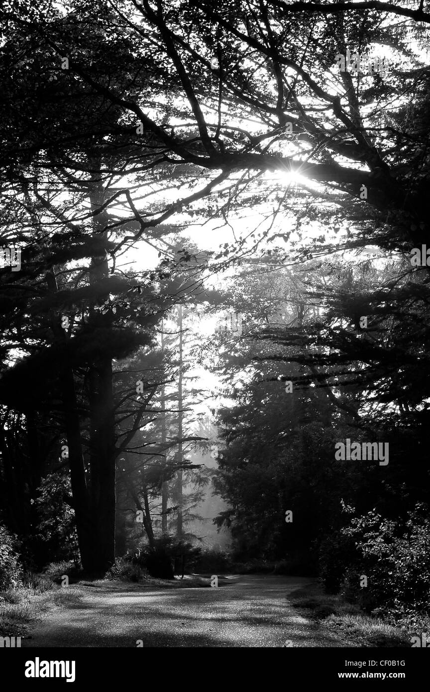 Morning Glory Unterholz von nebligen Tag im Redwood National Park in Kalifornien, USA Stockfoto