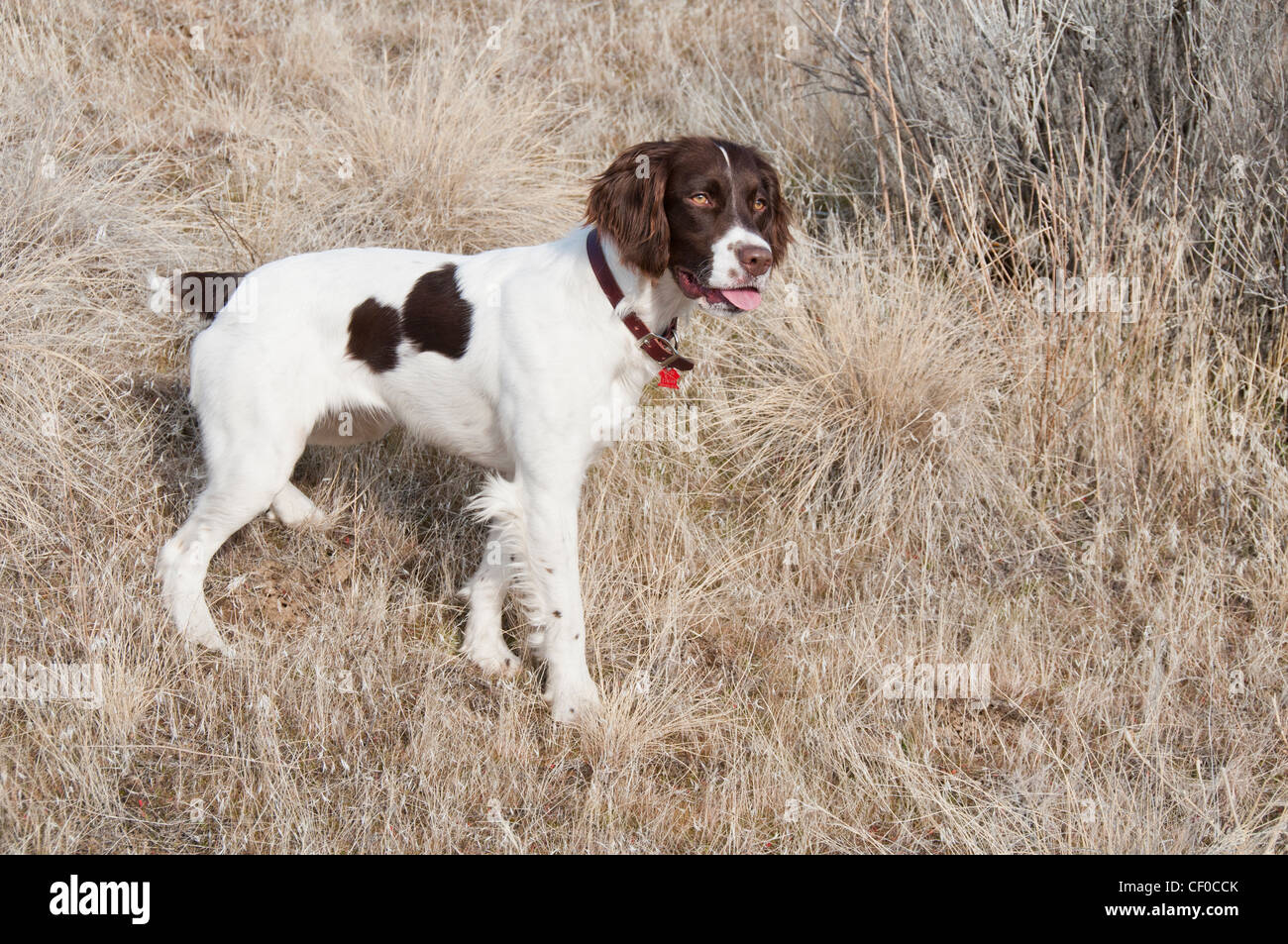 Weibliche Springer Spaniel 1,5 Jahre alt Stockfoto