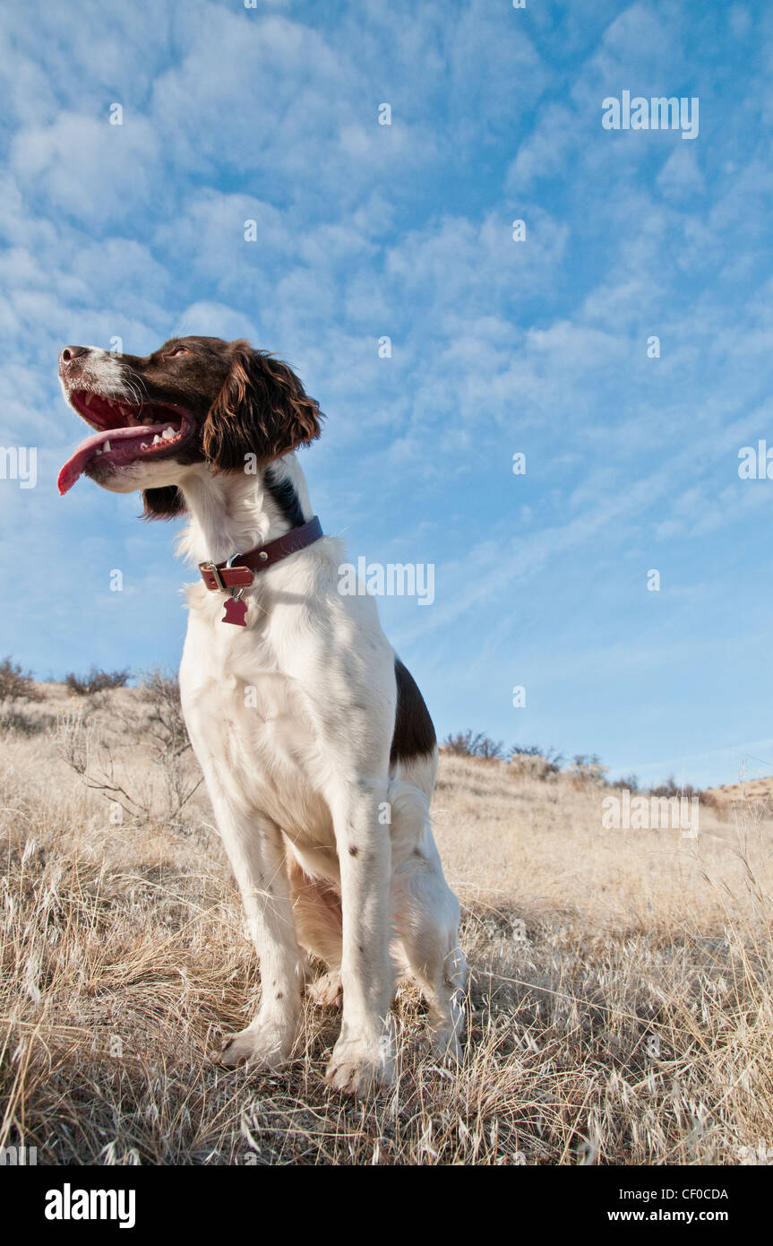 Weibliche Springer Spaniel 1,5 Jahre alt Stockfoto