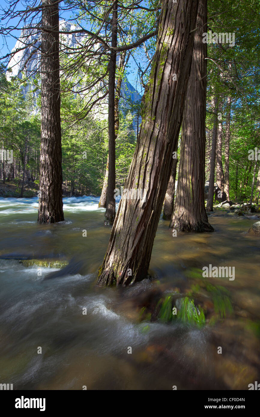 Eine wütende Merced River Überschwemmungen schmelzen die Ufer vom Frühlingsschnee unter El Capitan im Yosemite-Nationalpark, Kalifornien Stockfoto