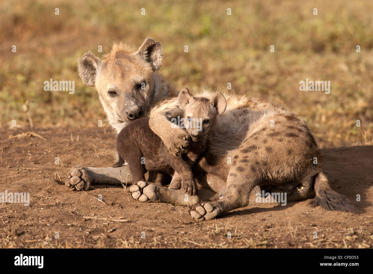 Gefleckte Hyäne mit jungen cub Stockfoto