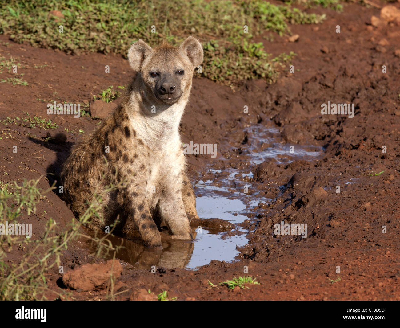 Junge Hyäne von Wasser entdeckt Stockfoto