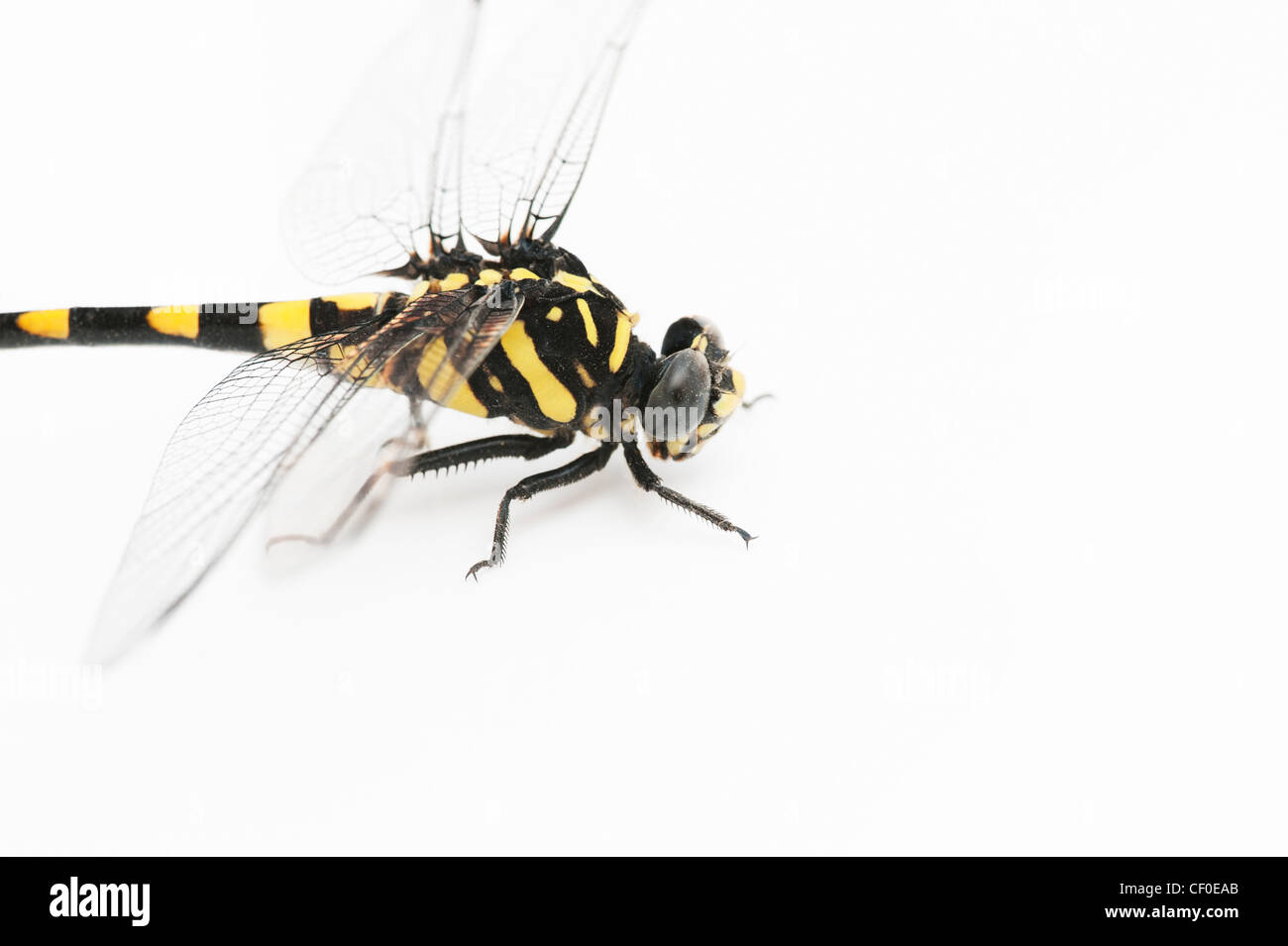 Ictinogomphus Rapax. Indische Clubtail Libelle auf weißem Hintergrund Stockfoto