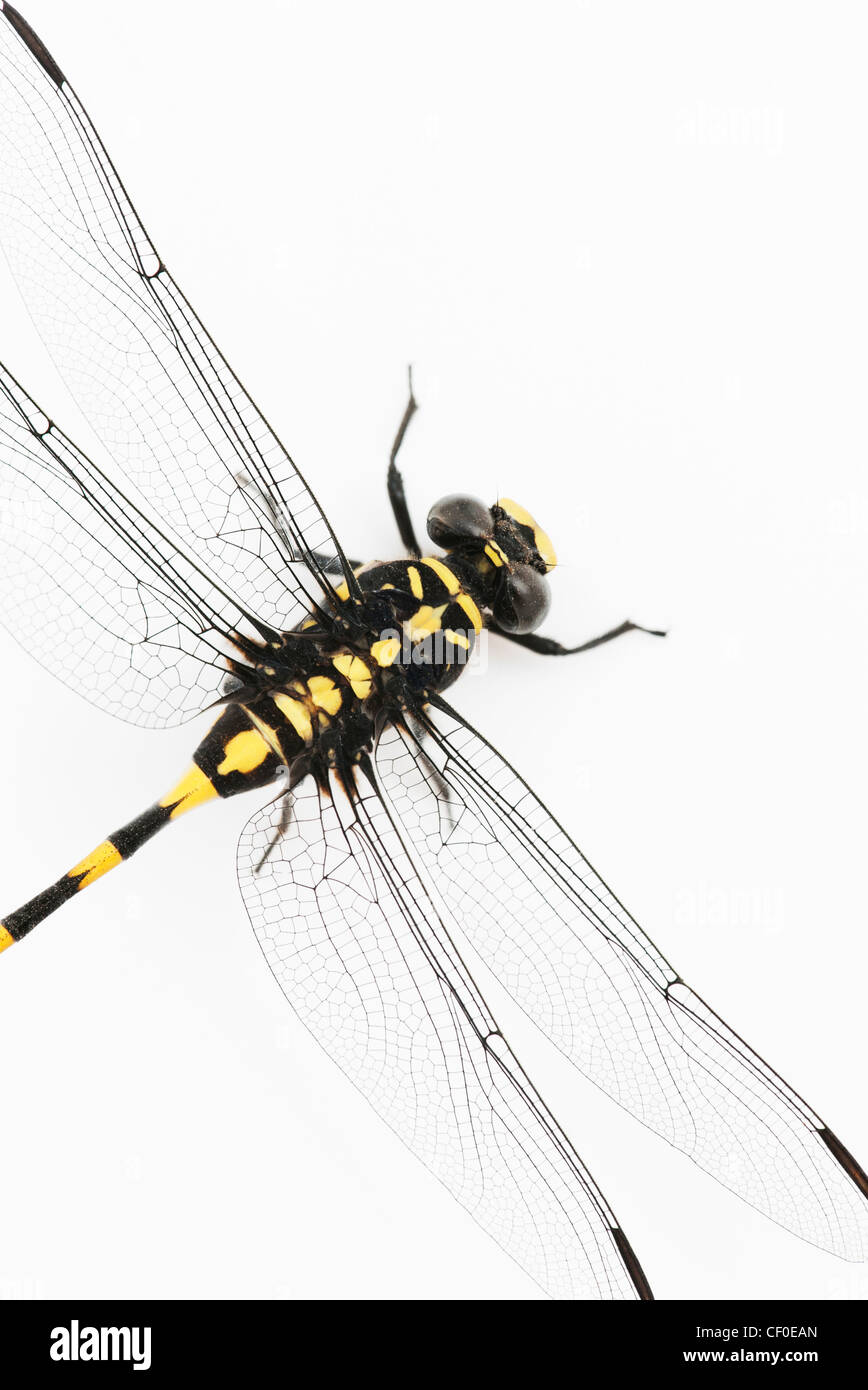 Ictinogomphus Rapax. Indische Clubtail Libelle auf weißem Hintergrund Stockfoto