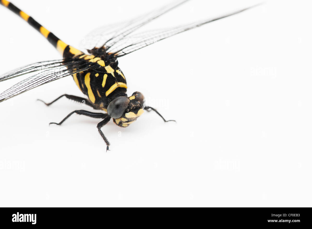 Ictinogomphus Rapax. Indische Clubtail Libelle auf weißem Hintergrund Stockfoto