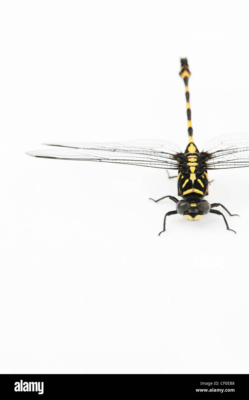 Ictinogomphus Rapax. Indische Clubtail Libelle auf weißem Hintergrund Stockfoto