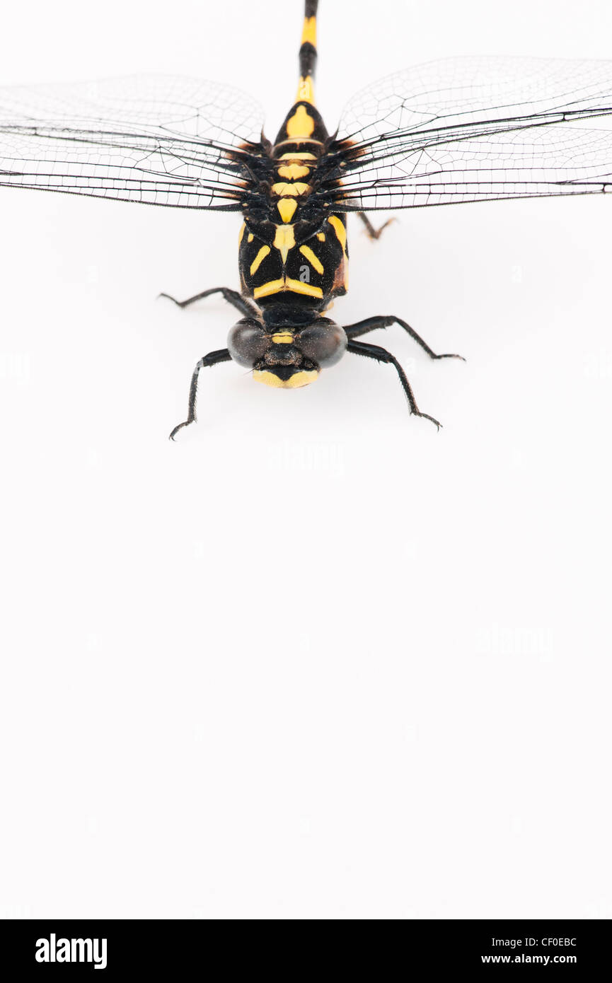 Ictinogomphus Rapax. Indische Clubtail Libelle auf weißem Hintergrund Stockfoto