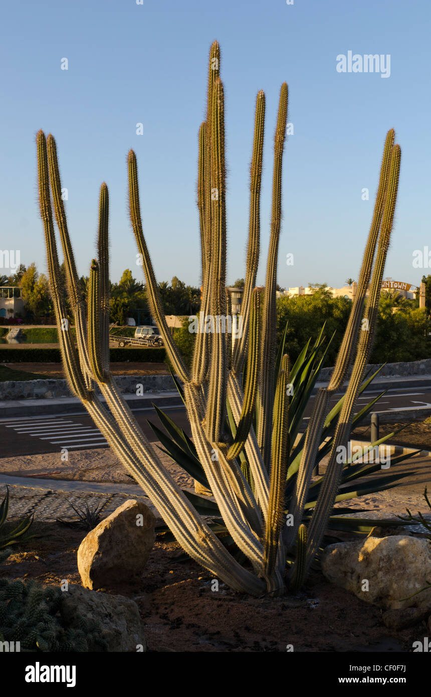 Groen Kaktus in gypten Stockfotografie - Alamy