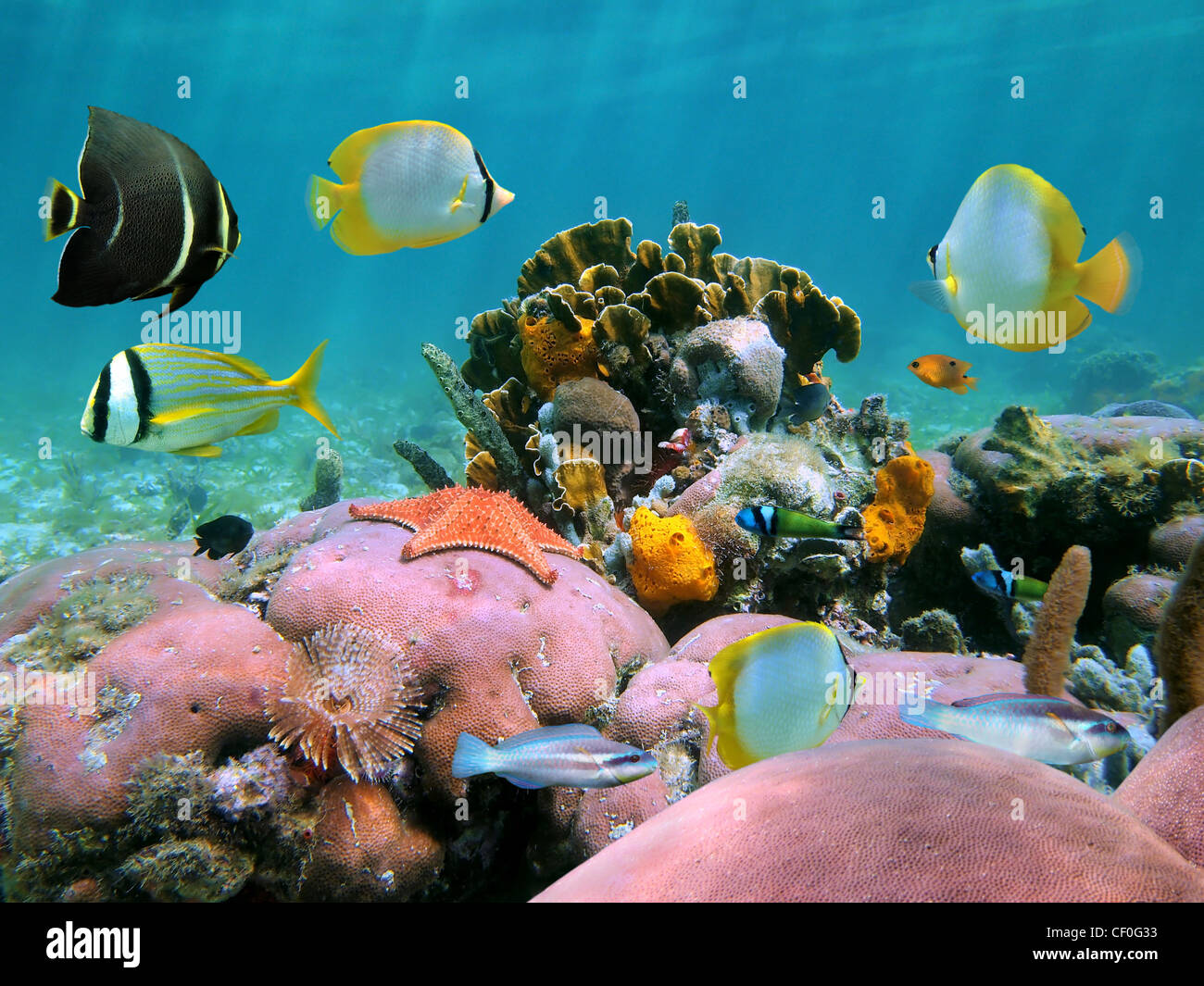 Bunte Korallenriff Unterwasser mit tropischen Fischen und Meerestieren, Karibik Stockfoto