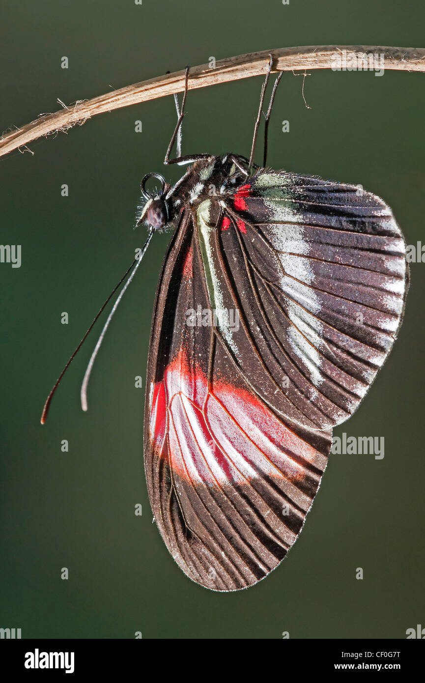 Ein frisch geschlüpften Schmetterling rot Briefträger Stockfoto