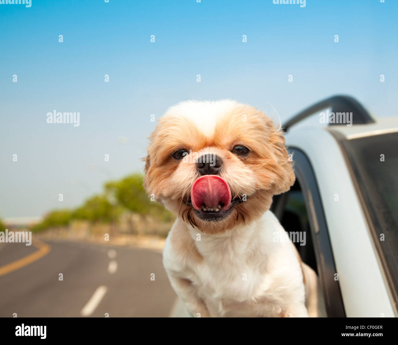 Hund im Auto Stockfoto