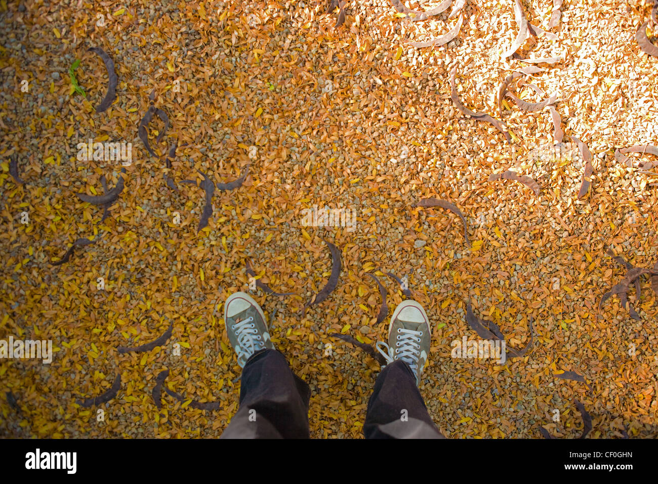 Converse Sneaker auf Golden stehend fallen Blätter und Halbmond geformte Samenkapseln. Stockfoto