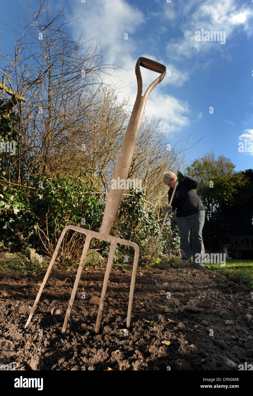 GÄRTNER ARBEITEN IM WINTERGARTEN MIT GARTEN-GABEL MIT BLAUEM HIMMEL WIEDER GARTENARBEIT WACHSENDE PFLANZEN GEMÜSE GEMÜSE WACHSEN IHRE EIGENEN UK Stockfoto