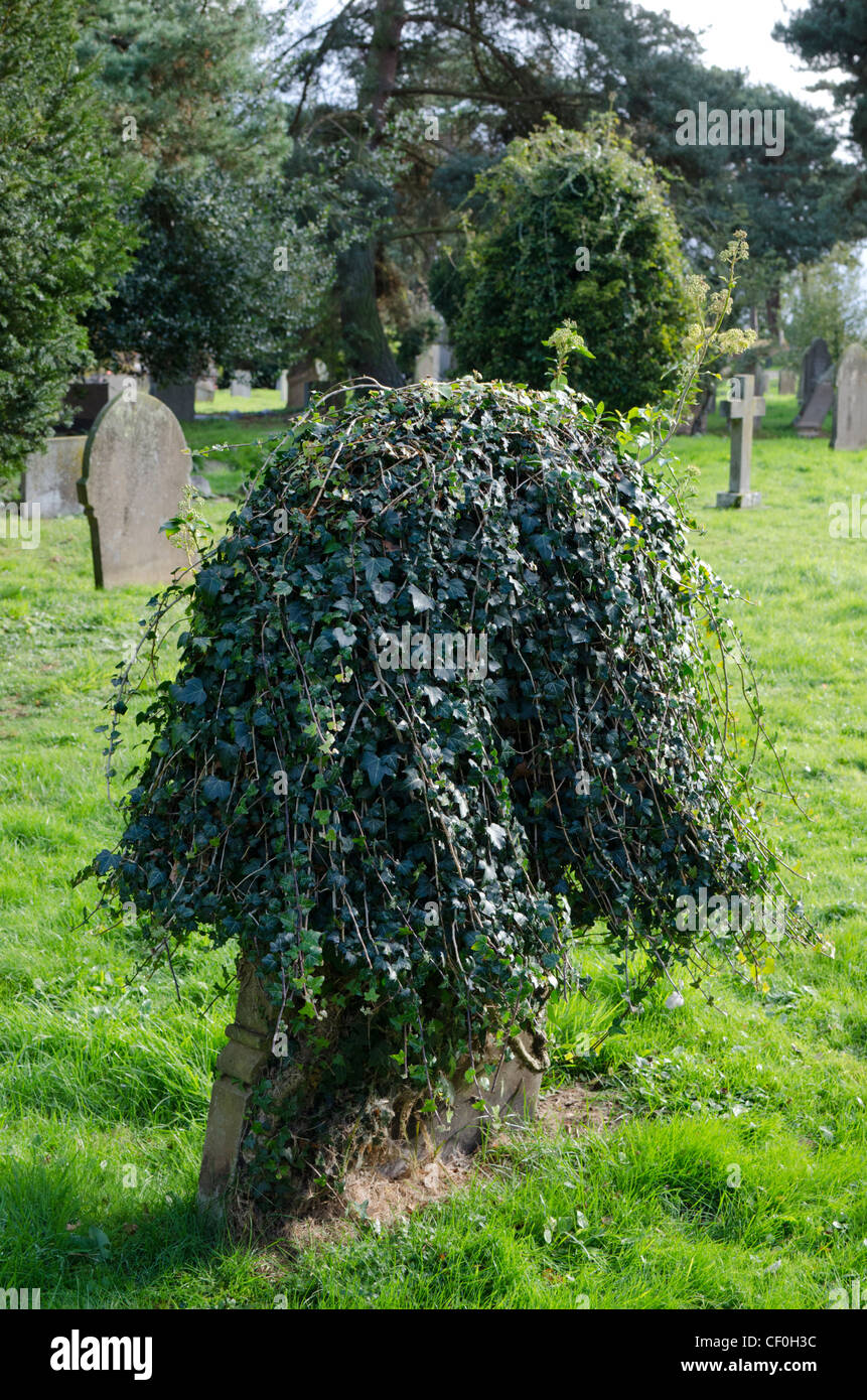 Ivy auf einem Grabstein in einem englischen Kirchhof. Stockfoto