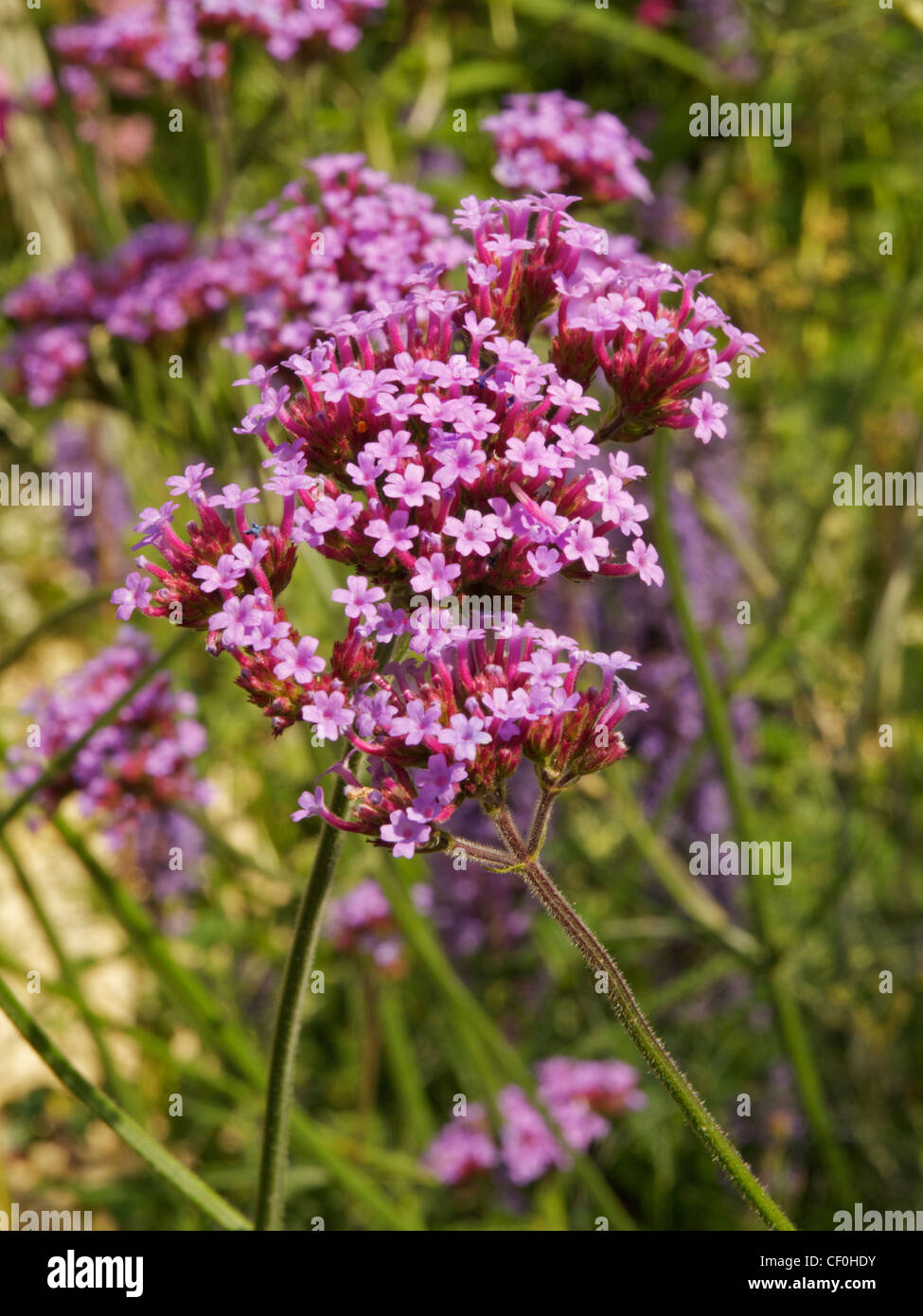 Verbena bonariensis Stockfoto