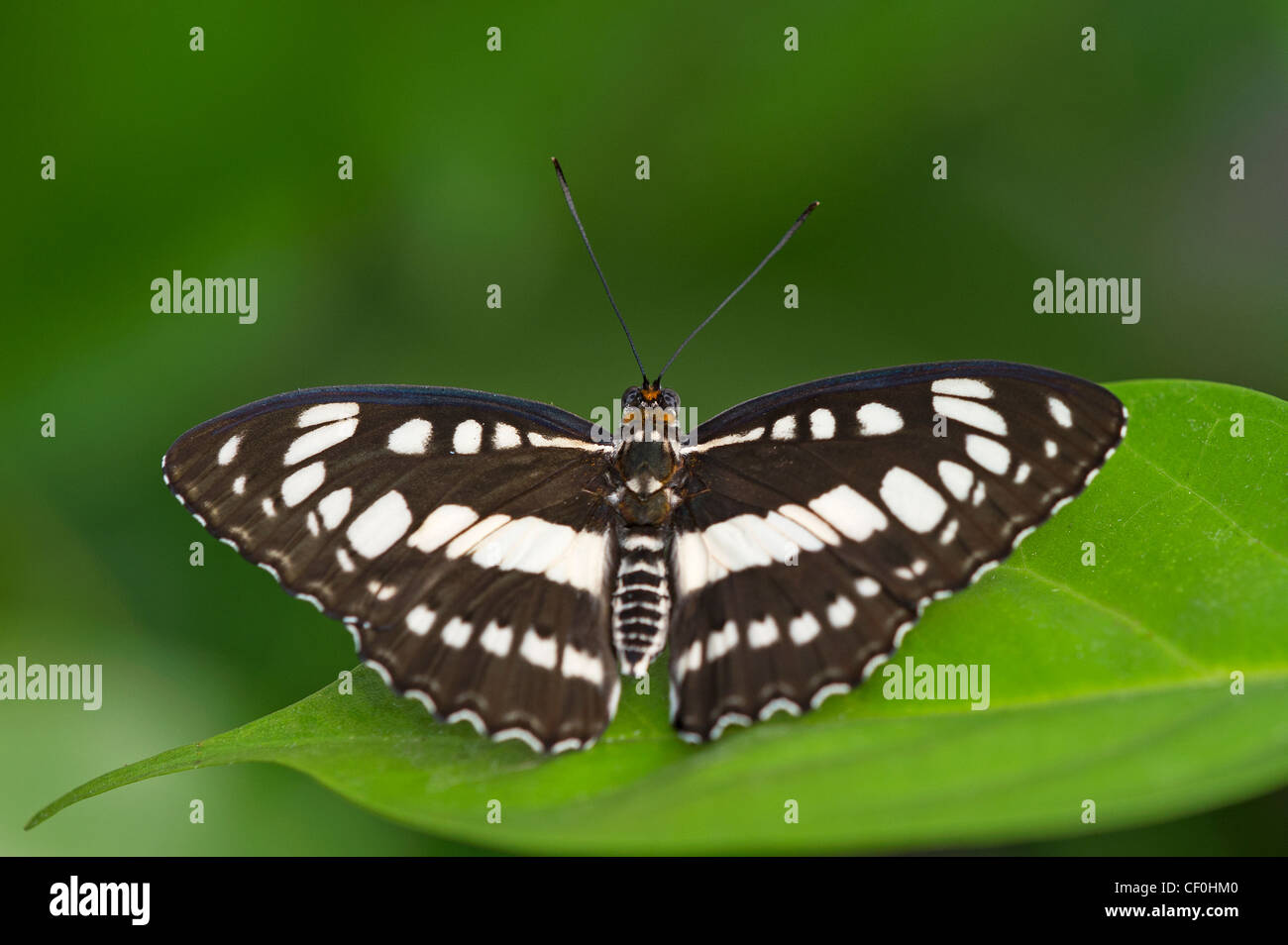 Einen Erwachsenen gemeinsame Sailor-butterfly Stockfoto