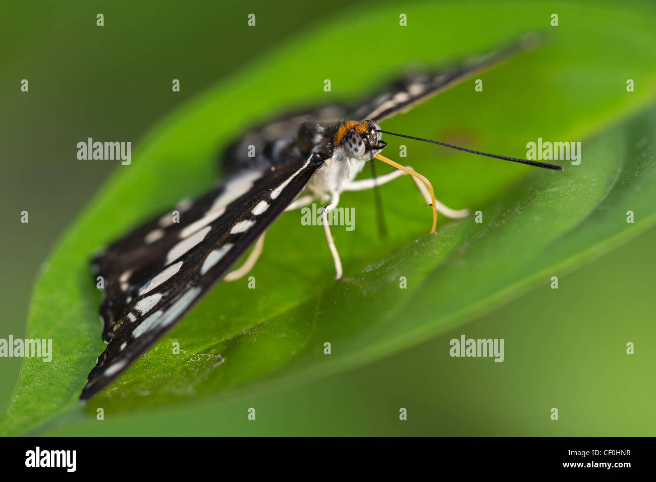 Einen Erwachsenen gemeinsame Sailor-butterfly Stockfoto