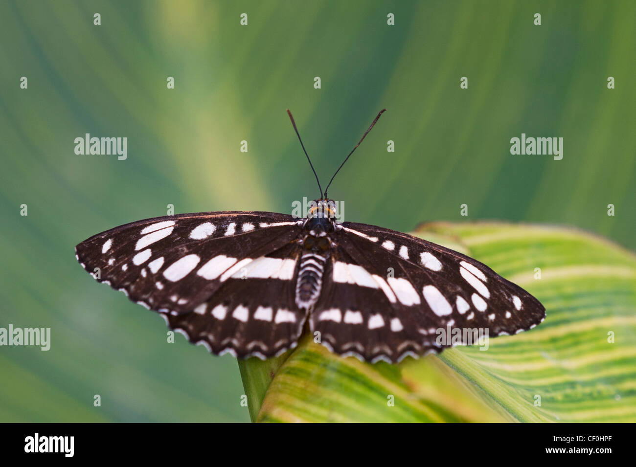 Einen Erwachsenen gemeinsame Sailor-butterfly Stockfoto