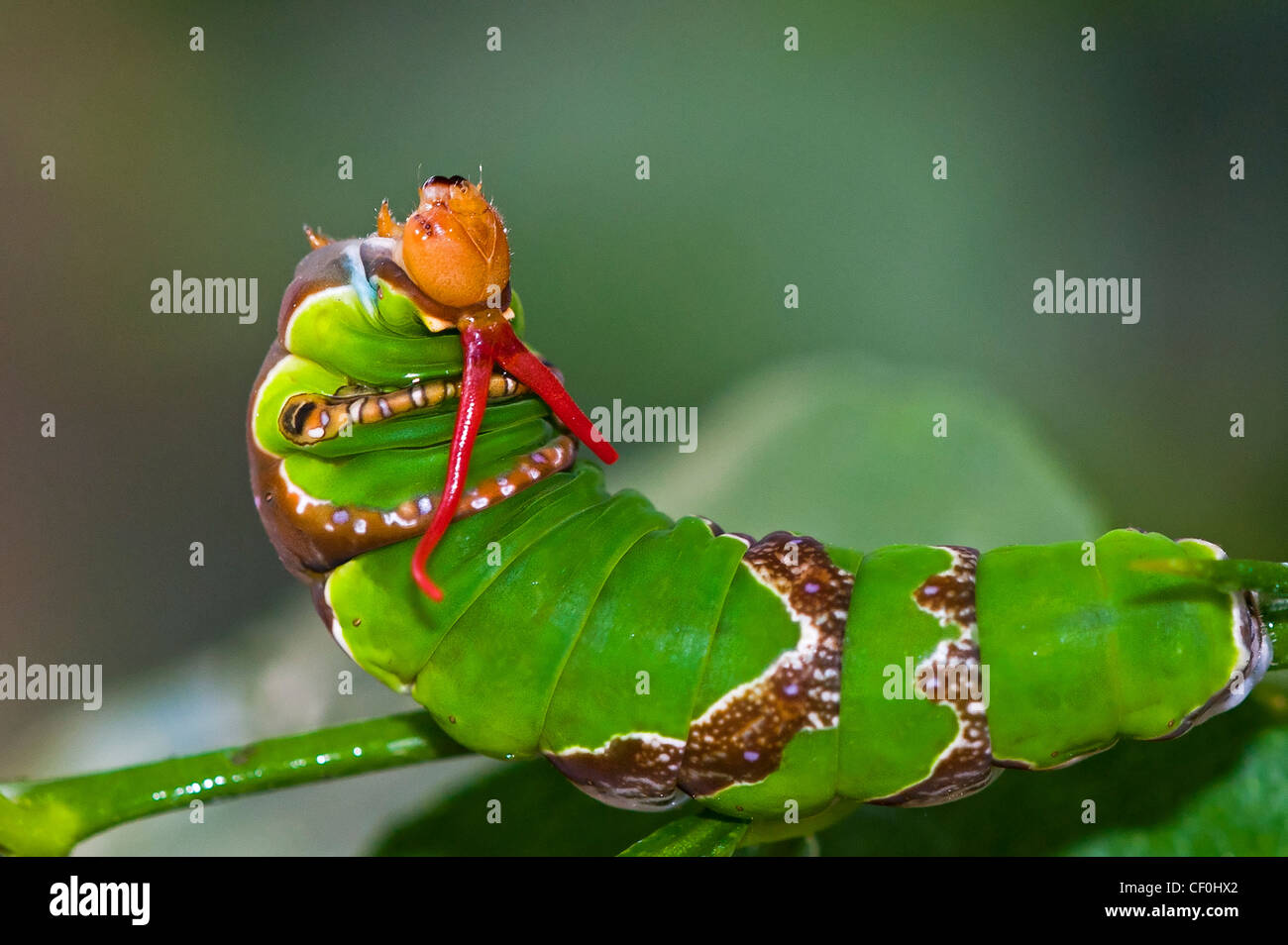 Eine Larve von der gemeinsamen Mormone Schmetterling Stockfoto