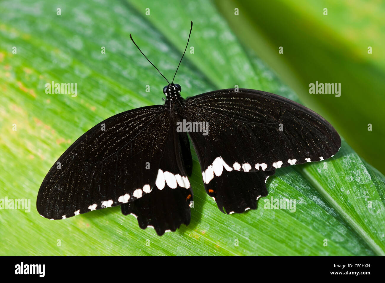 Ein Erwachsener gemeinsame Mormone Schmetterling Stockfoto