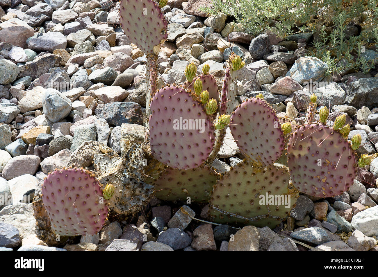 die Kakteen wachsen zwischen den Felsen in Wüste Land von New Mexico, USA Stockfoto