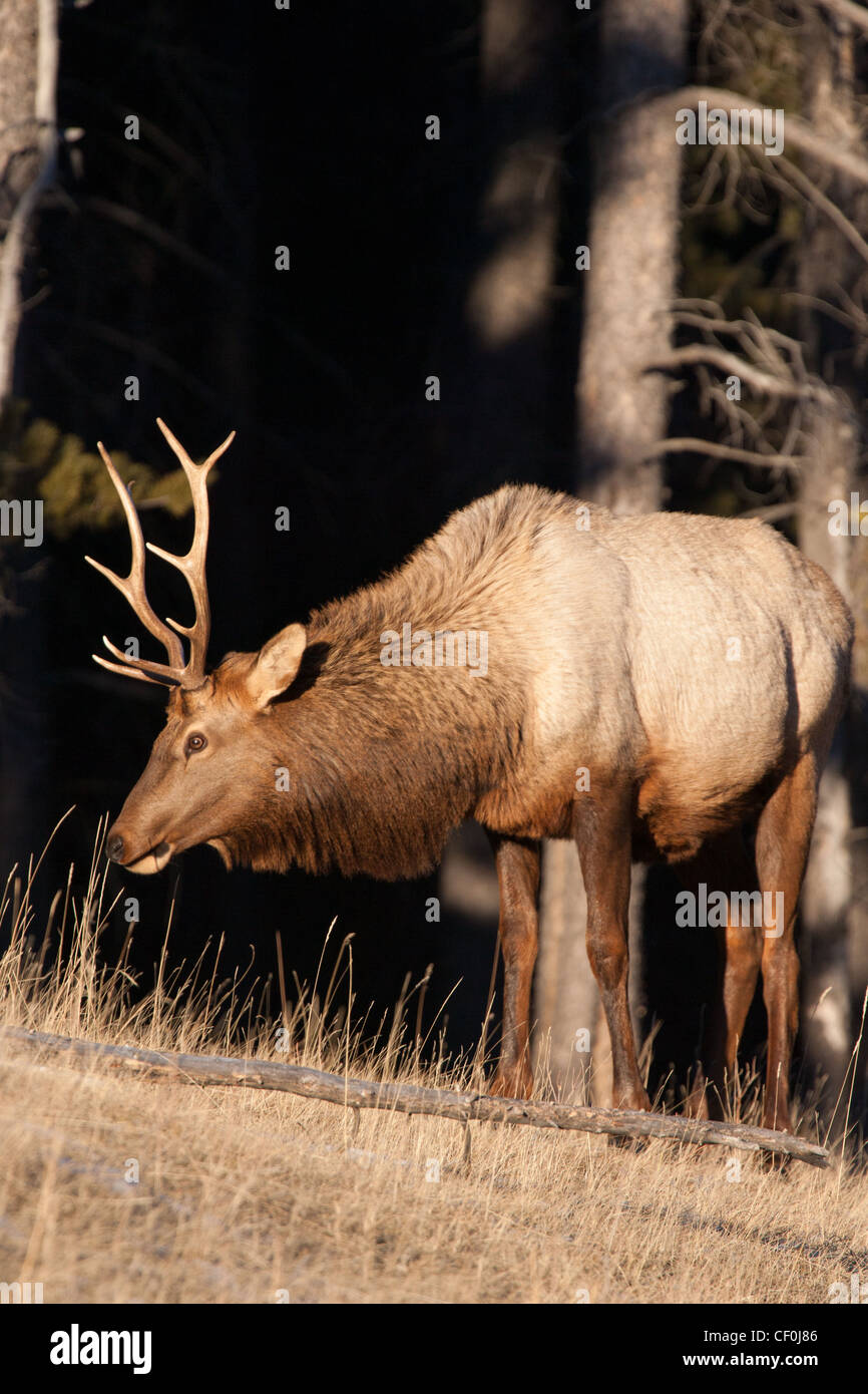 Elche (Cervus Canadensis) auch bekannt als Wapiti. Jasper Nationalpark, Alberta, Kanada Stockfoto