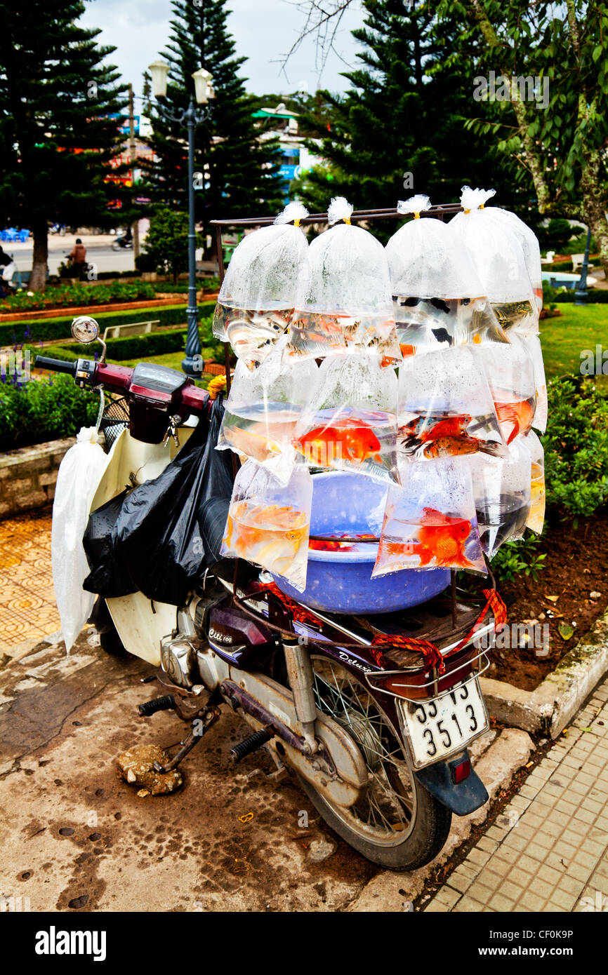 Haustier Fisch verkauft auf der Rückseite ein Motorrad in Dalat, Vietnam Stockfoto