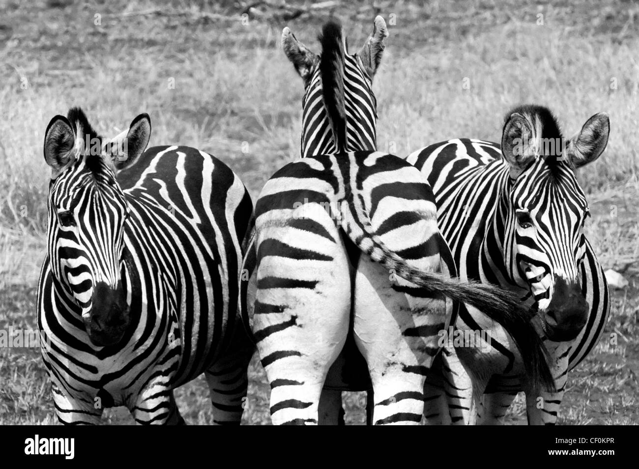 Drei Zebras mit verschiedenen Blickwinkeln Stockfoto