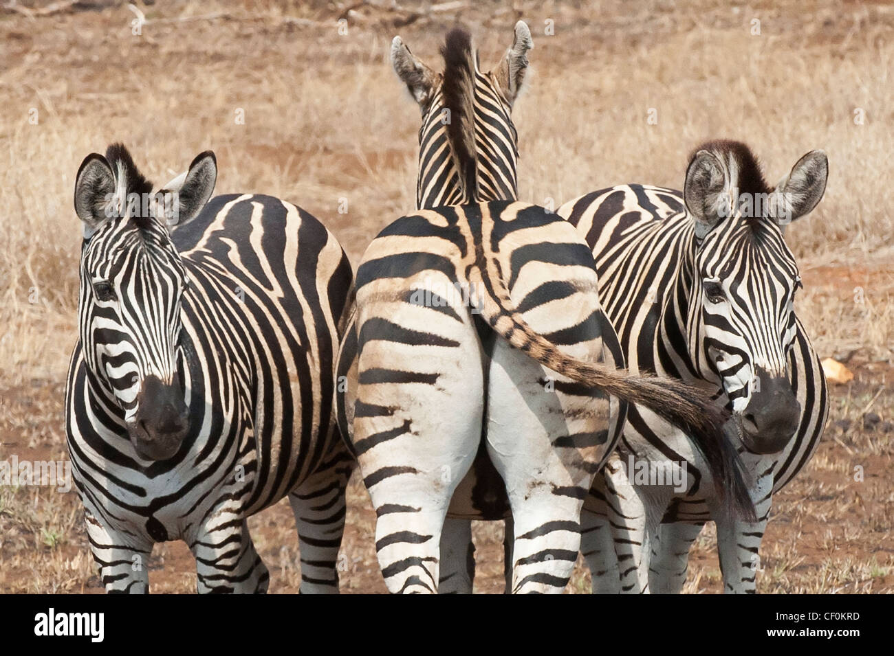 Drei Zebras mit verschiedenen Ansichten des Lebens Stockfoto