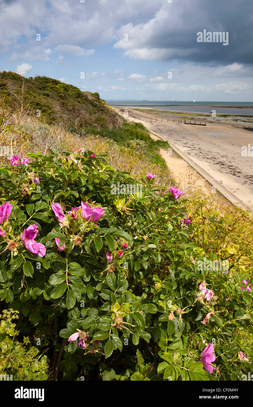 Großbritannien, England, Isle Of Wight, Bembridge, wilde stieg über Vorland Strand wachsen Stockfoto