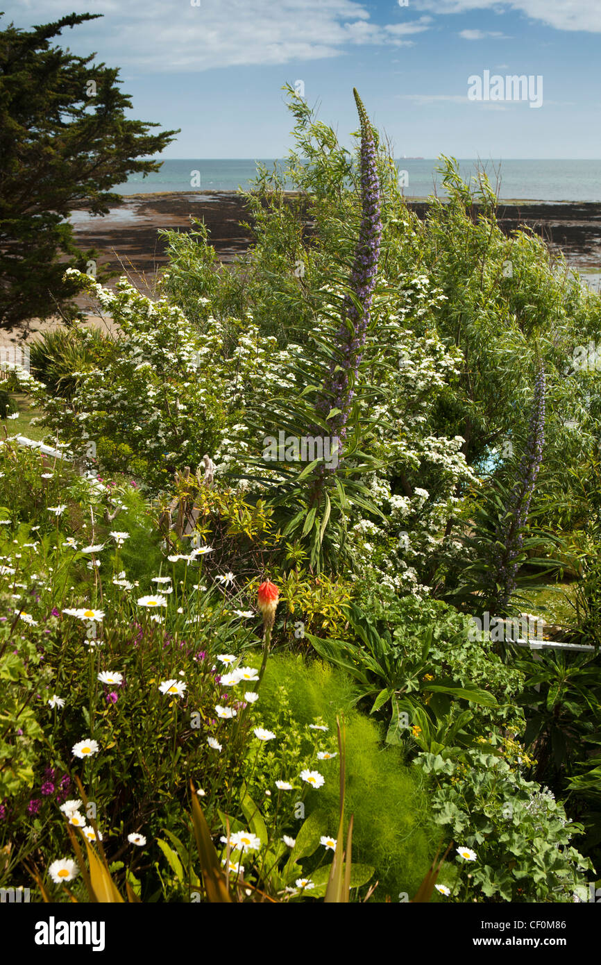 Großbritannien, England, Isle Of Wight, Bembridge, Baum Echium Pininana im Strandgarten Hütte über den Simsen Stockfoto