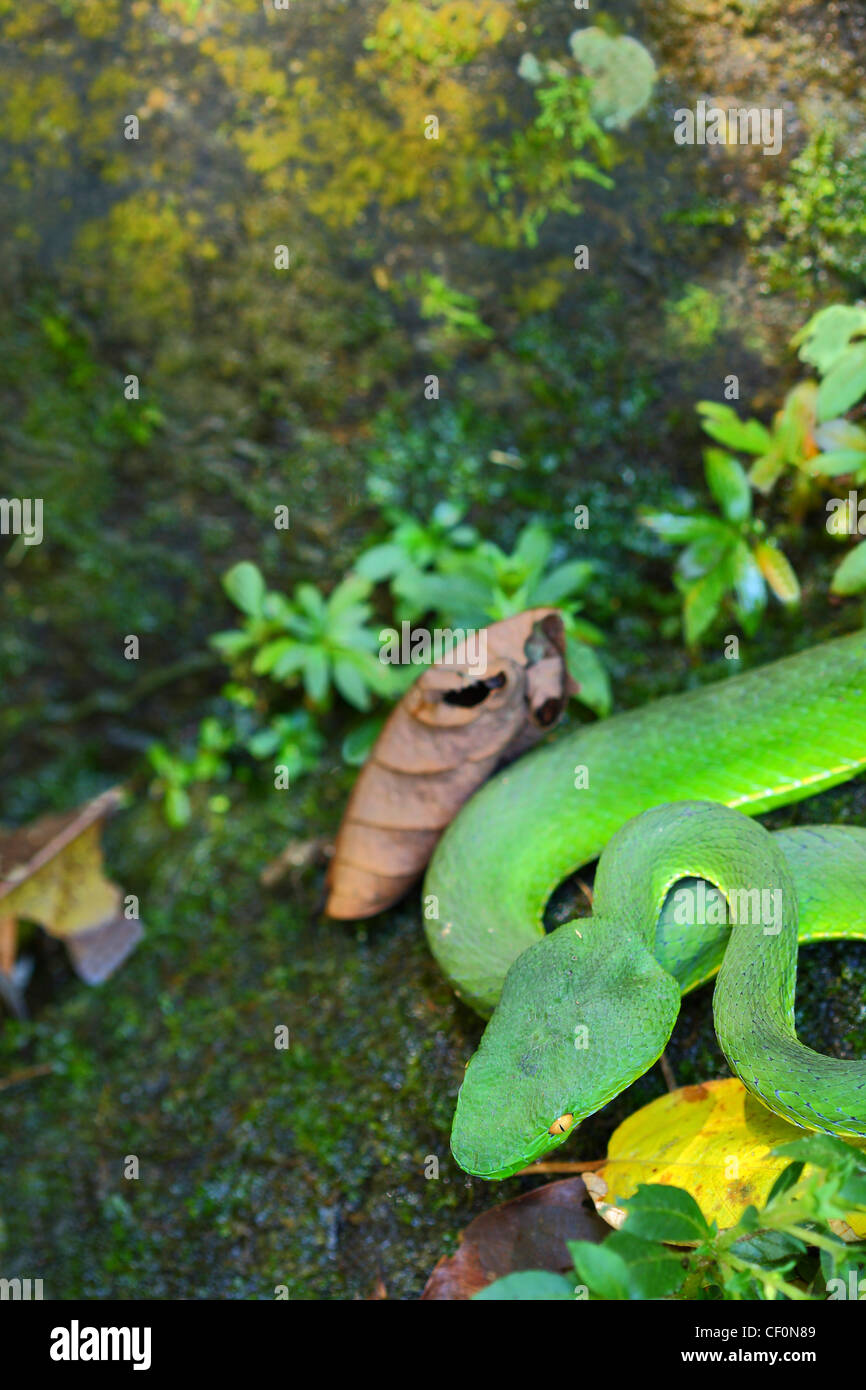 Weißlippen-Grubenotter (Trimeresurus Albolabris). Bach Ma Nationalpark. Vietnam. Stockfoto