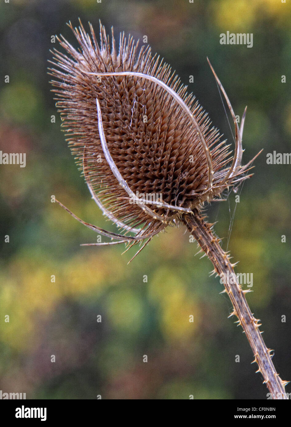 Teasal Marbury Land Park Northwich Blume mit Bokeh Hintergrund. Stockfoto