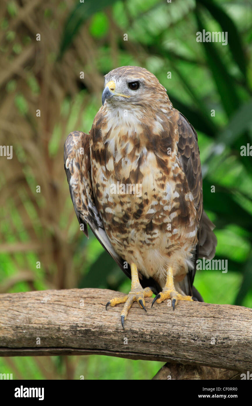 Rock Turmfalke (Falco rupicolus) in der Welt der Vögel, Hout Bay, Kapstadt. Stockfoto