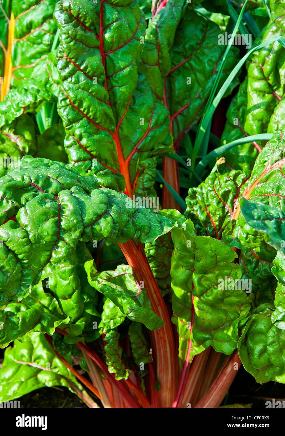 Rhabarber wächst in einem Gemüsegarten. Stockfoto