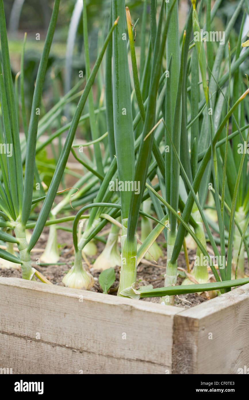 Hochbeet mit Zwiebeln. Stockfoto