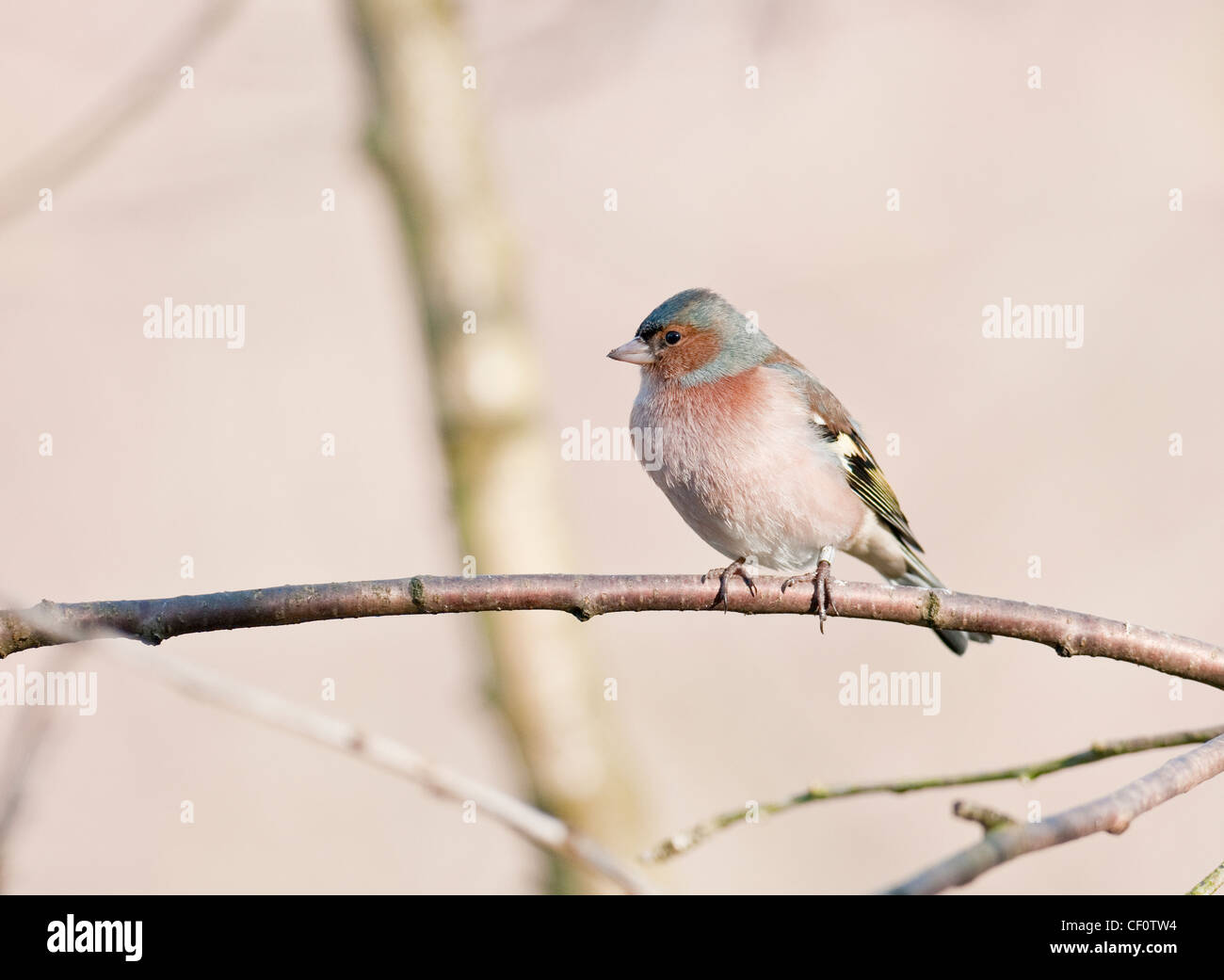 Buchfink Fringilla Coalebs Woodland Vogel zahlreiche Gemeinschaftsgarten Vogel Vogel Kleintiere Probe Organismus männlich. Stockfoto