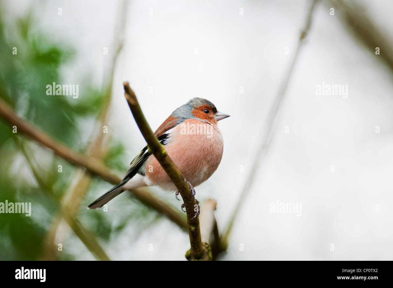 Buchfink Fringilla Coalebs Woodland Vogel zahlreiche Gemeinschaftsgarten Vogel Vogel Kleintiere Probe Organismus männlich. Stockfoto