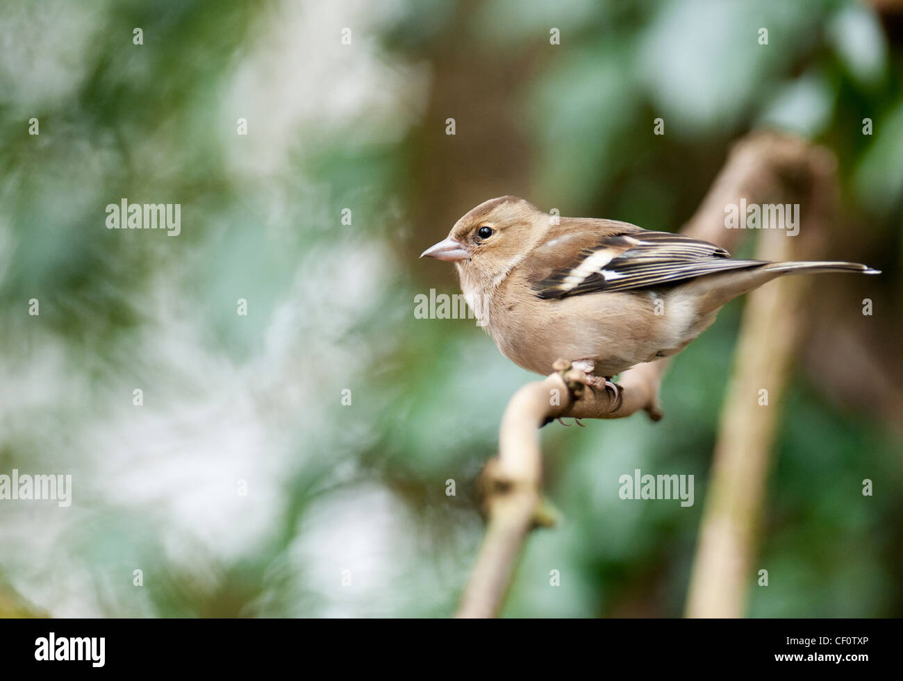 Buchfink Fringilla Coalebs Woodland Vogel zahlreiche Gemeinschaftsgarten Vogel Vogel Kleintiere Probe Organismus männlich. Stockfoto