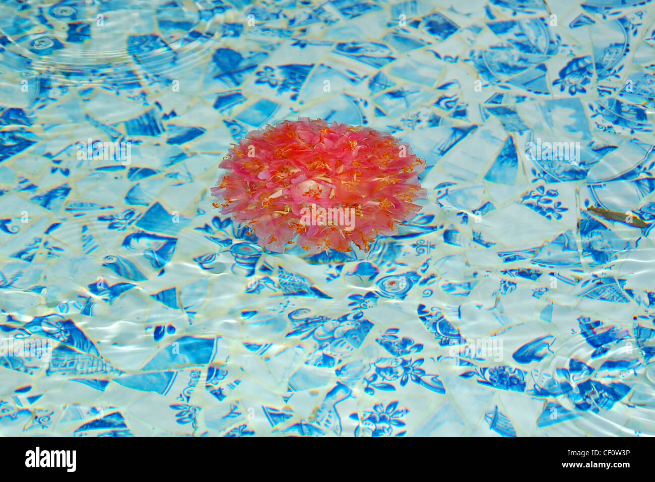 Blumen in der Blue Ribbon Garten, Walt Disney Concert Hall, Los Angeles, Kalifornien Stockfoto