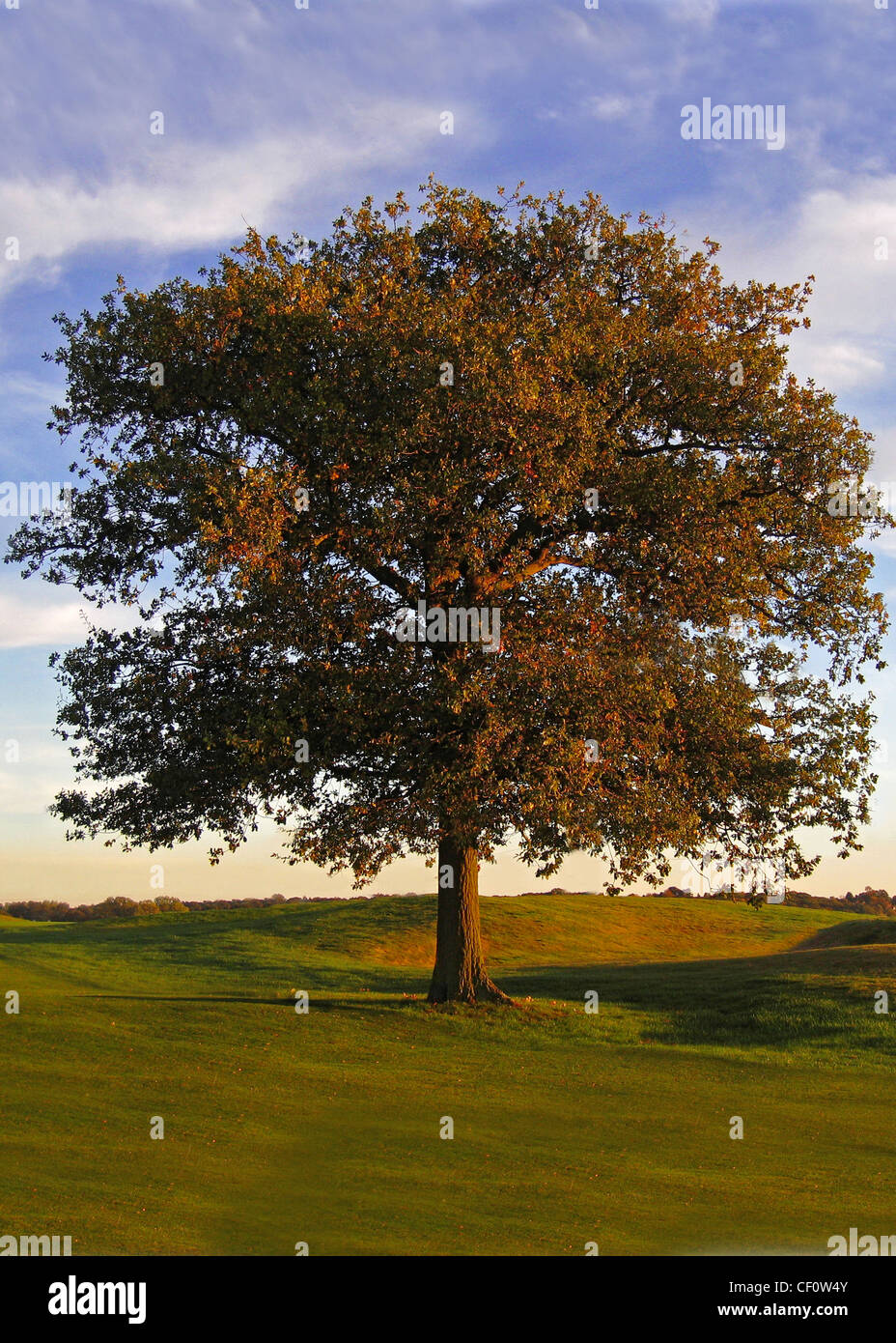 Einsamer Baum im Feld mit Herbst Blätter Stockfoto