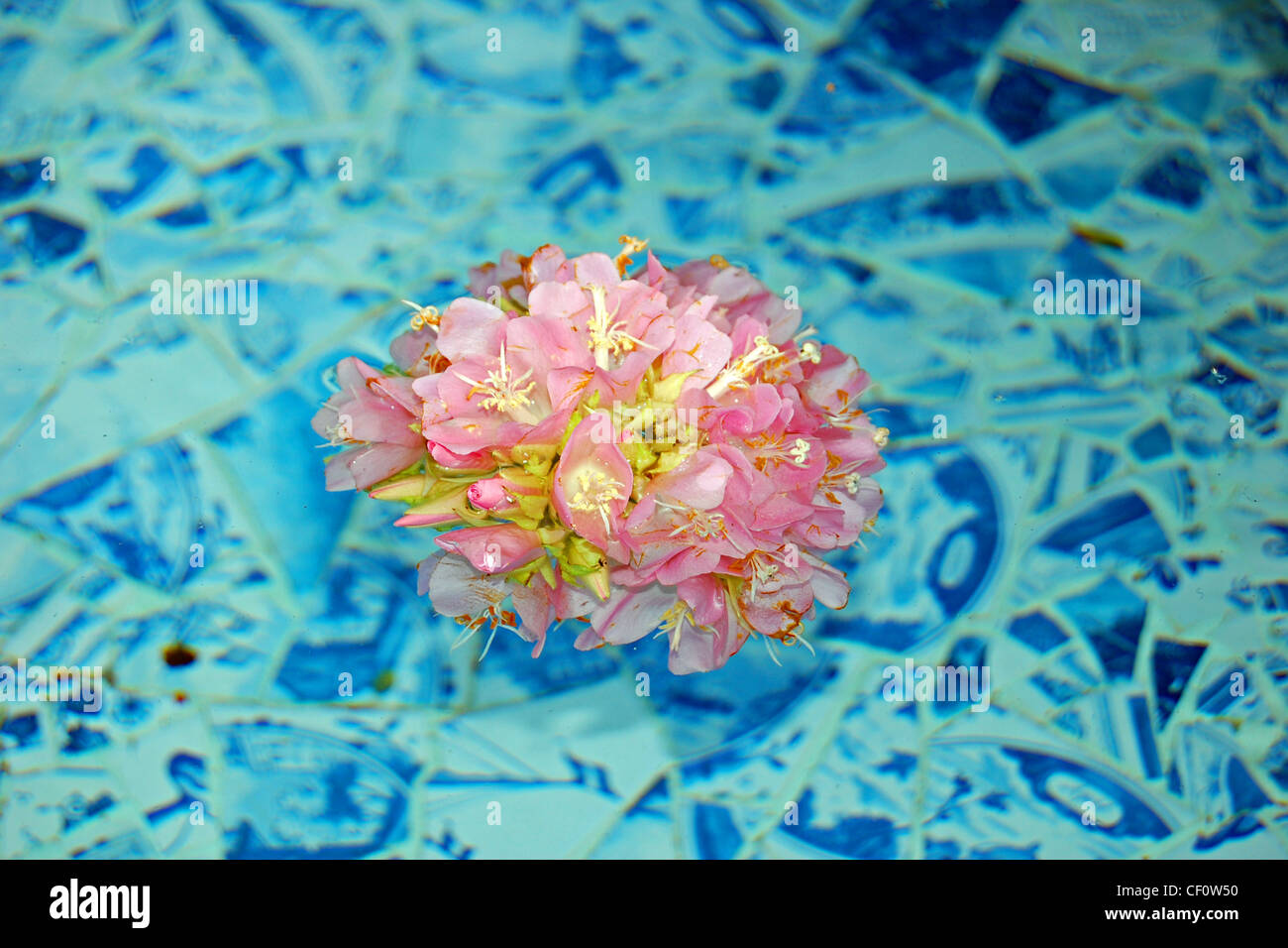 Blumen in der Blue Ribbon Garten, Walt Disney Concert Hall, Los Angeles, Kalifornien Stockfoto