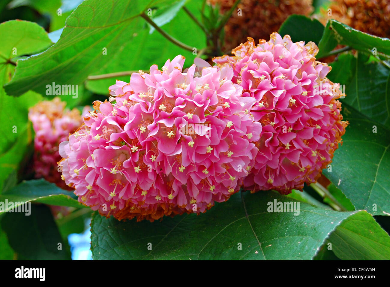 Blumen in der Blue Ribbon Garten, Walt Disney Concert Hall, Los Angeles, Kalifornien Stockfoto