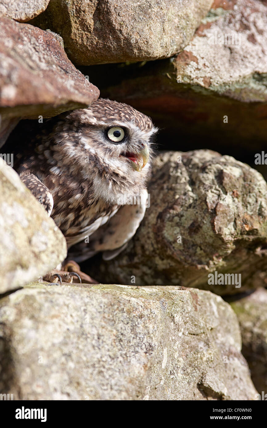 Steinkauz, Athene Noctua in einem trockenen Stein bergende Wand UK Stockfoto