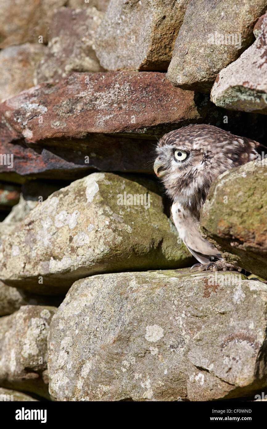 Steinkauz, Athene Noctua in einem trockenen Stein bergende Wand UK Stockfoto