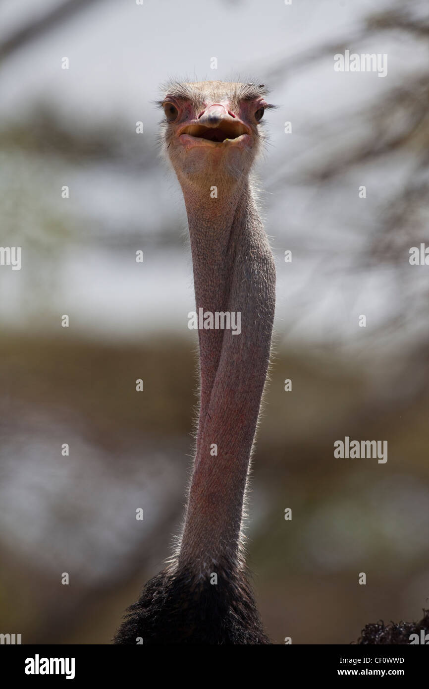 Strauß (Struthio Camelus). Blick hinter umzudrehen Kopf. Äthiopien. Stockfoto